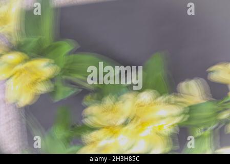 Sul bordo. I fiori ICM in alstroemeria giallo sfocato coprono il lato sinistro e inferiore della cornice lasciando un'area oscurata per il testo. Foto Stock