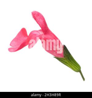 Pfirsichsalbei; Salvia greggii; Peach Foto Stock