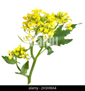 Bianco, senape, giallo, Foto Stock