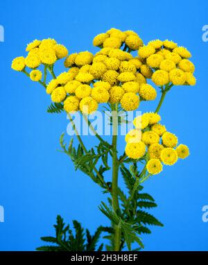 Tansy, Tanacetum Foto Stock