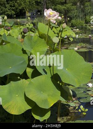 Lotosblume; Nelumbo nucifera; Foto Stock