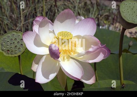 Fiore di loto, Foto Stock