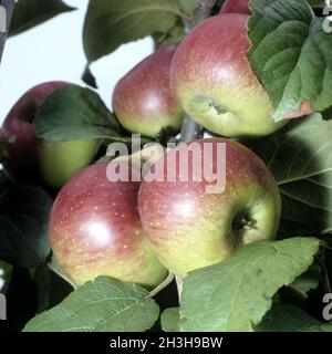 Principe Albrecht di Prussia, mela, Foto Stock