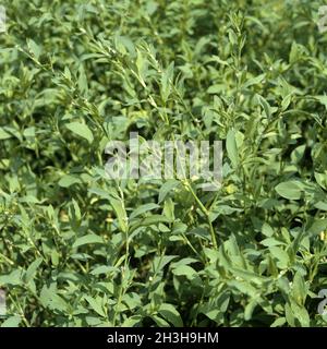 Nido d'uccello; Polygonum convolvulus; Foto Stock