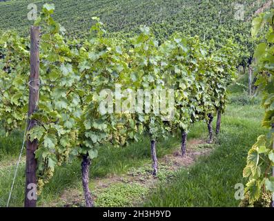 Vigneto, Welschriesling Foto Stock