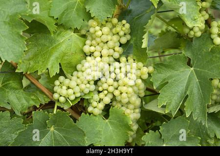 Trebbiano Toscano; Weisse Weintrauben Foto Stock