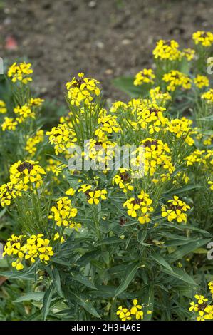 Goldmancanza, Cheiranthus Cheiri Foto Stock