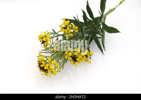 Goldmancanza, Cheiranthus Cheiri, Schoeterich Foto Stock
