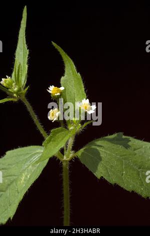 Franzosenkraut; Galinoga parviflora Foto Stock