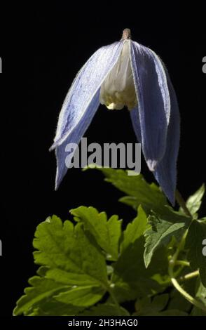 Alpen Clematis, Clematis alpina Foto Stock