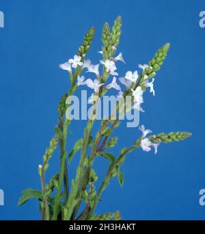 Vervain; Verbene officinalis; Foto Stock