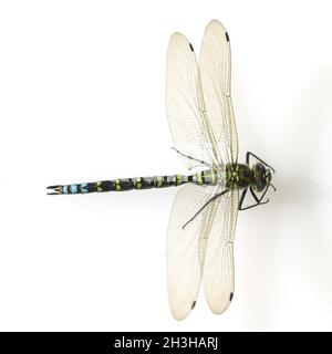 Blu-verde damselfly; Aeshna cianea Foto Stock