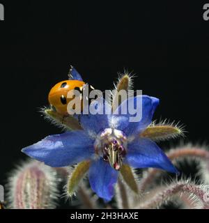 Marienkaefer, Coccinella, semptempunctata, Foto Stock