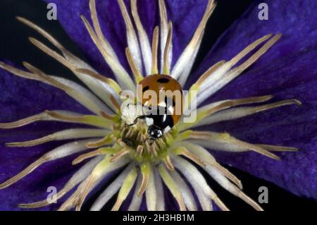 Marienkaefer, Coccinella, semptempunctata, Foto Stock