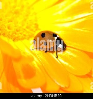 Marienkaefer, Coccinella, semptempunctata, Foto Stock