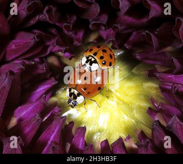 Marienkaefer, Paarung, Paar, rendendo, Coccinella, semptempunctata, Foto Stock