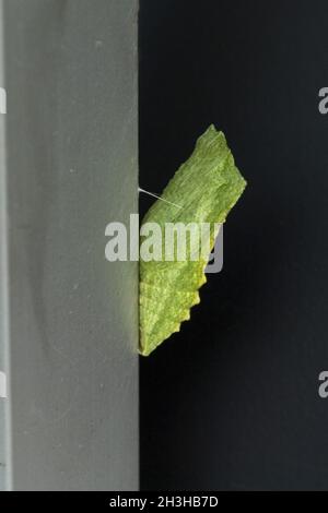 Pupa, coda di rondine; Papilio machaon; Foto Stock
