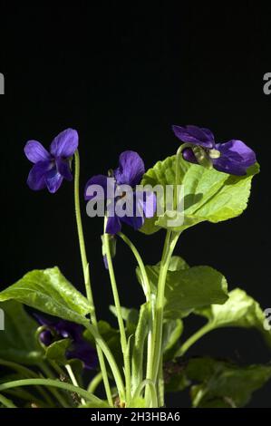 Viola profumato, Viola, odorata Foto Stock