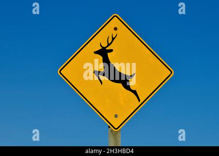 Un cartello stradale giallo e nero che avverte l'automobilista che potrebbe esserci fauna selvatica che attraversa la strada. Foto Stock