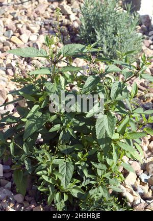 Bei Xuan Shen, Scrophularia buergeriana Foto Stock