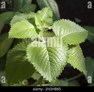 Menta verde Foto Stock