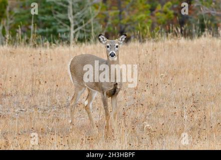 Un giovane cervo dalla coda bianca Odocoileus virginianus; in piedi in un prato rurale ai piedi delle montagne rocciose dell'Alberta Canada Foto Stock