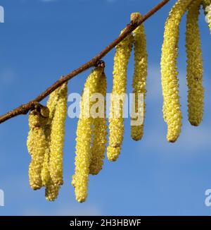 Margherita di nocciole, Corylus, avellana, Foto Stock