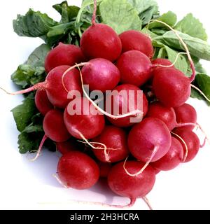 Ravanello Foto Stock