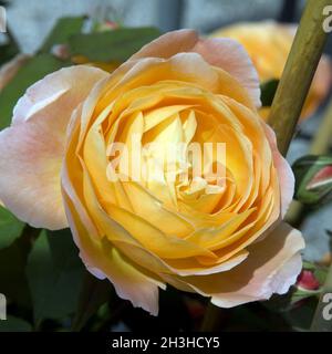 Rosa inglese, Lady Emma Hamilton Foto Stock