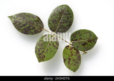 Muffa, peronospora, sparsa Foto stock - Alamy