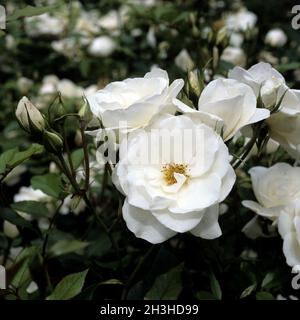 Highbush Rose, bianco neve Foto Stock