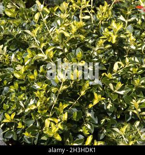 Superficie che pianta, Euonymus Foto Stock