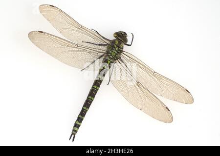 Mosaico verde-blu damselfly, femmina, Foto Stock
