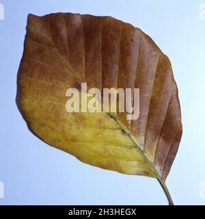 Foglia di faggio, autunno Foto Stock