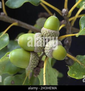 Ghiande, frutti, semi, Quercus, Foto Stock