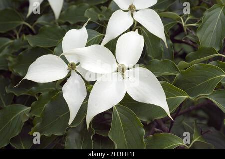 Dogwood Kousa Foto Stock