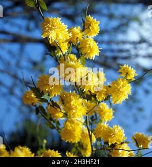 Ranunculus, Kerria japonica Foto Stock