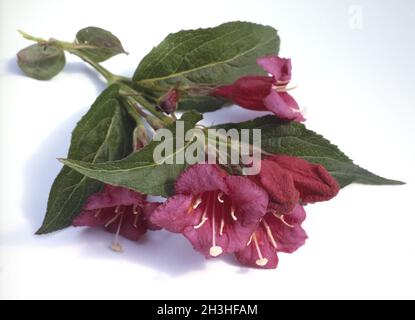 Weigelie, Weigela florida, Bristol Ruby Foto Stock