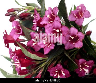 Weigelie, Weigela florida, Bristol Ruby Foto Stock