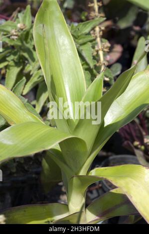 Calice d'oro; Solandra maxima Foto Stock