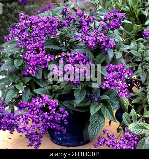 Fiore di vaniglia, Heliotropium arborescens Foto Stock