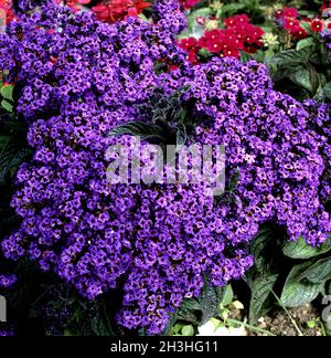 Fiore di vaniglia, Heliotropium arborescens Foto Stock