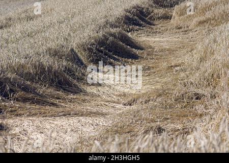 Campo di segale, disteso piatto Foto Stock