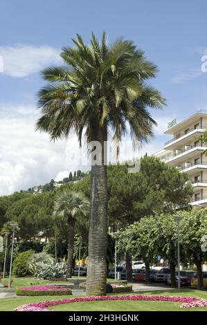 Palma di miele cilena Foto Stock