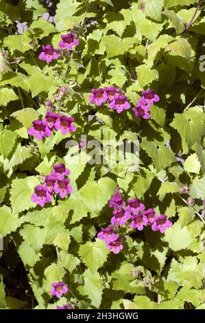 Glossinia Vines, Asarina scandens, Foto Stock
