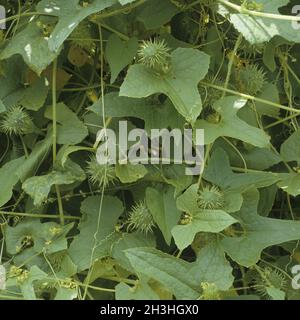 Explodiergurke, Cyclanthera brachystachya Foto Stock