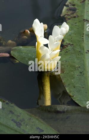 Alghe d'acqua; bifoderate; Aponogeton distachyos Foto Stock