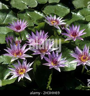 Seerose; Ninfea caerulea Foto Stock