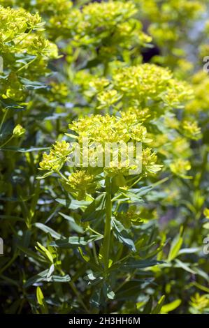 Sumpfwolfsmilch; Euphorbia palustris Foto Stock