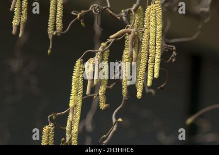 Margherita di nocciola; Corylus; avellana; Foto Stock